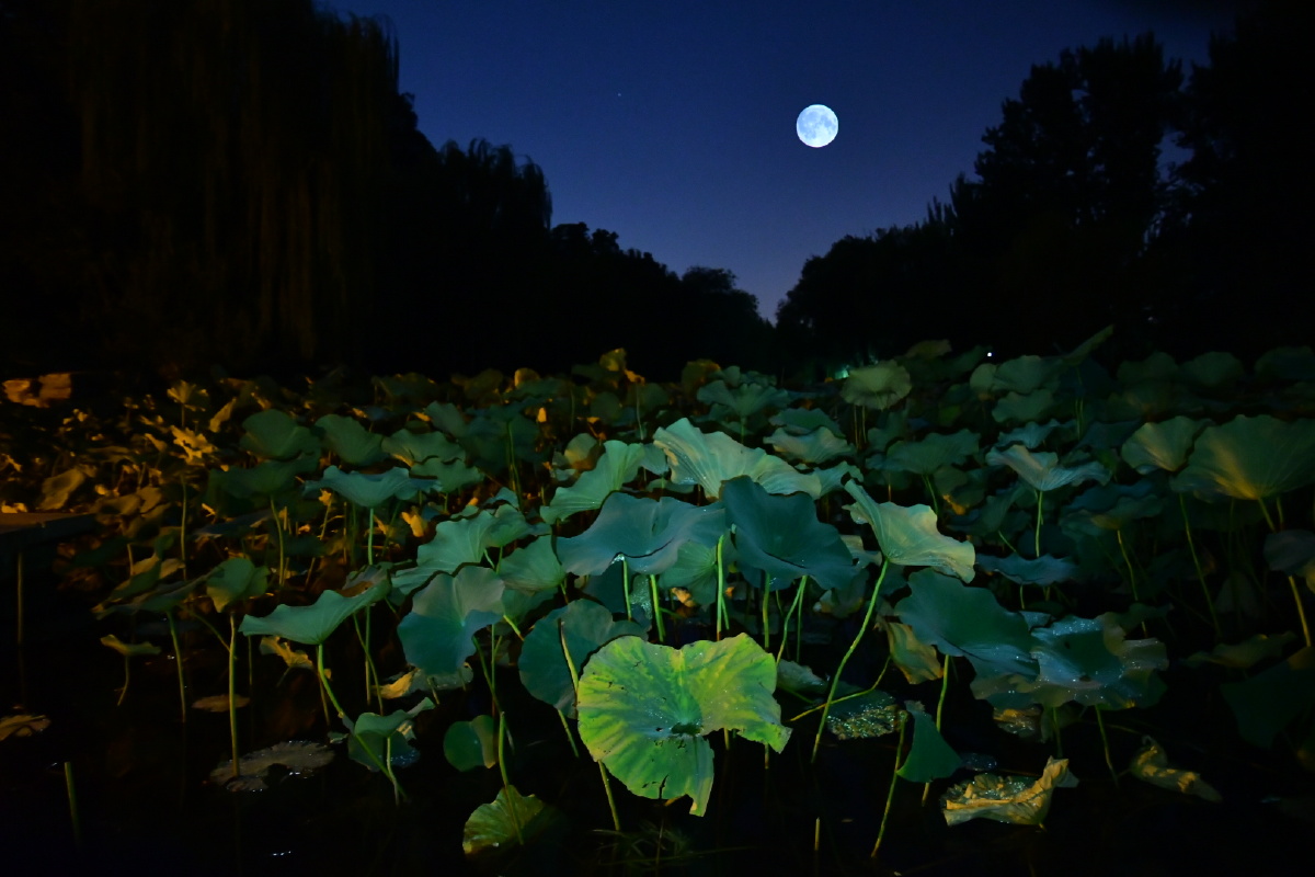 中秋之夜,在清华的荷塘边守候.只为找到那迷人的月色.charliej关注
