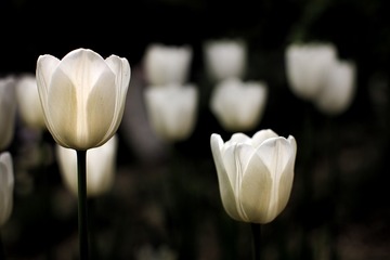 61D07954-03AD-4AA8-9DE1-E2E27CA321BD/L0/001
