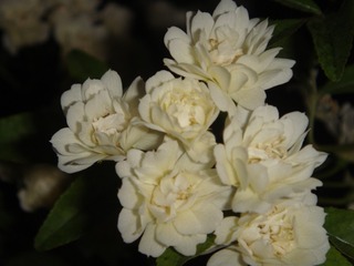 0A09D2A0-EE7A-43EB-92DE-4CA1960E7853/L0/001