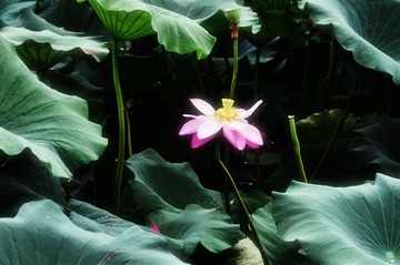 DSC_7987.jpg