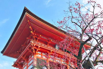 京都红