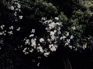 38838FF6-AD59-4B81-9EEC-76F2C73A5B8E/L0/001