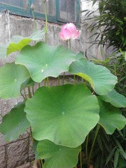 IMG_20130706_1.jpg
