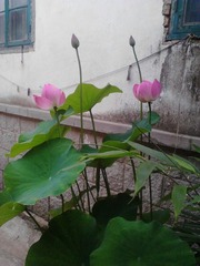 IMG_20130706_3.jpg
