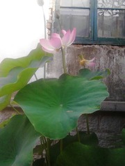 IMG_20130707_1.jpg