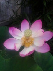 IMG_20130707_4.jpg