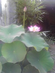 IMG_20130707_5.jpg