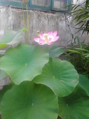 IMG_20130707_6.jpg
