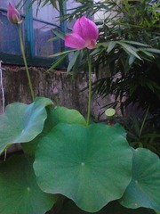 IMG_20130711_1.jpg