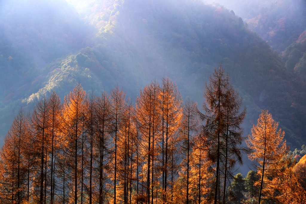 初冬的卧龙老鸦山还是一派秋天的景象