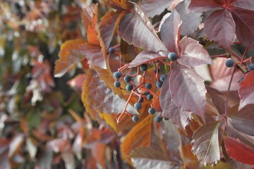 _SAM0937.JPG
