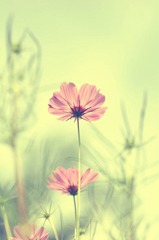 格桑花
