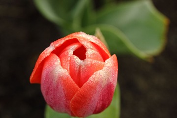 IMG_0833.JPG
