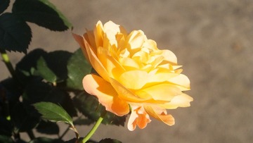 6F5C0F7B-9BA7-436D-A0A2-2A6B11D55037/L0/001