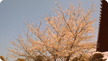 DSC06286.JPG