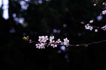 49E7756E-45AE-4BB1-9BF9-005FDA9F8E13/L0/001