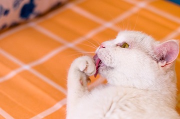 7005