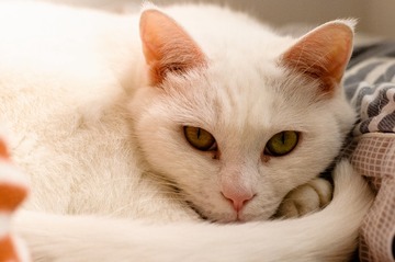 7018