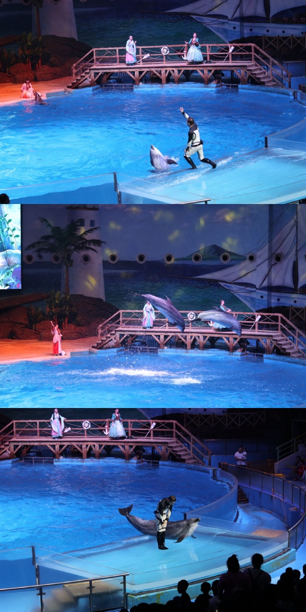 海洋馆的动物表演2