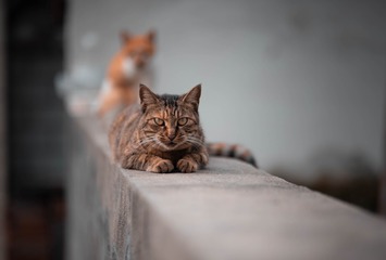12285
