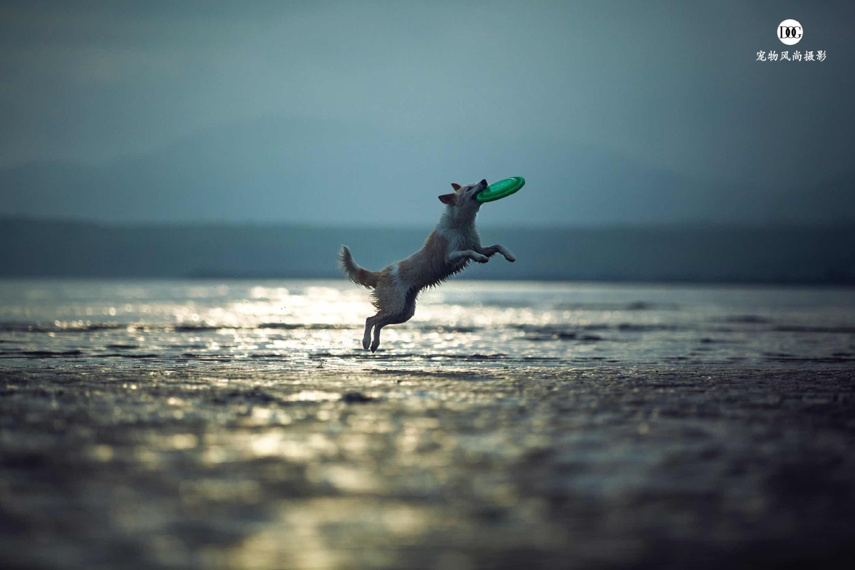 飞- 宠物风尚摄影 - 图虫网 - 优质摄影师交流社区