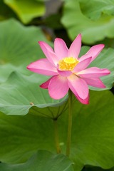 DSC_4370.jpg