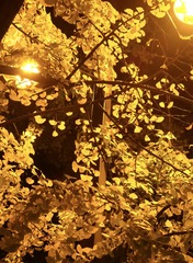 4B6AEE96-B407-492F-9A1E-572FAE83C20F/L0/001