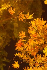 16124AB1-1C71-4FB3-B60A-76359D5A5AB0/L0/001
