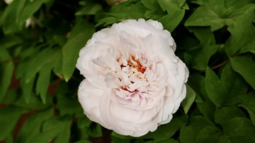8E4FAA99-A677-4571-AC55-774D142ED022/L0/001