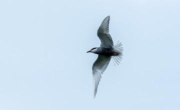 2201