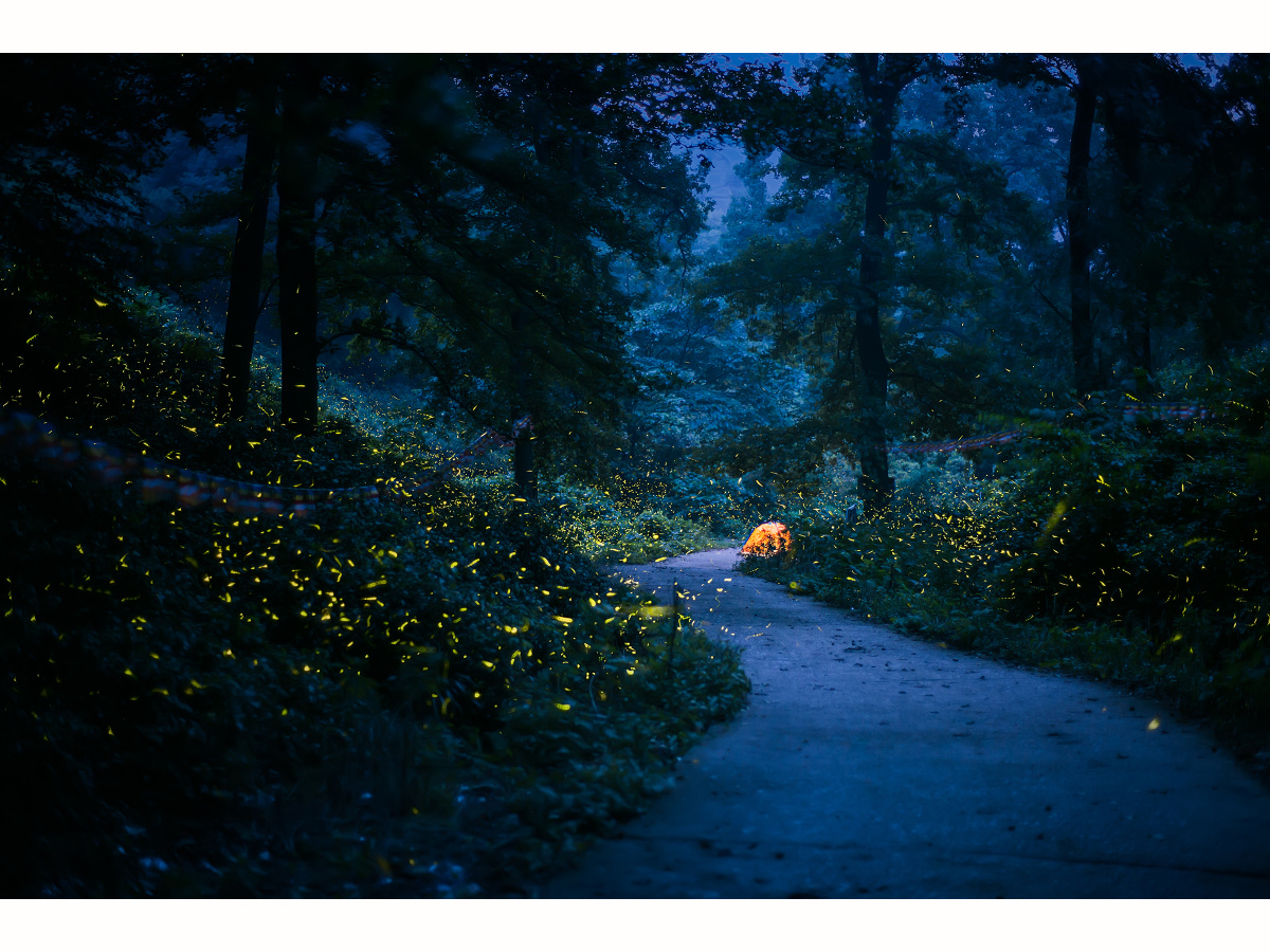 南京郊外老山深处,大批的萤火虫在夜幕下曼舞.