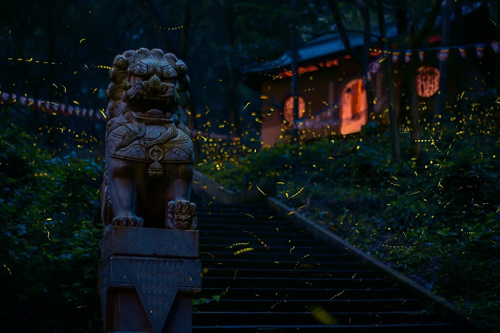 盛夏之夜，萤火虫在佛殿前翩翩起舞。