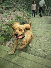 小黄狗