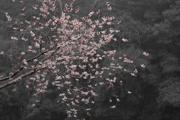 9C837CF8-6FF2-4966-B715-E4915ADF5C6F/L0/001