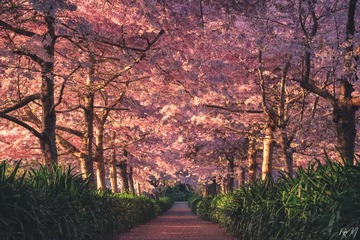 Secret cherry path