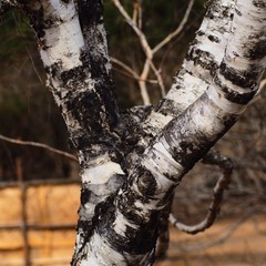 P3190539