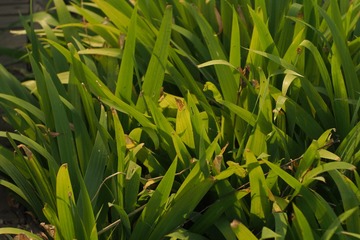 P8171326