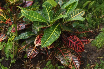P8171334