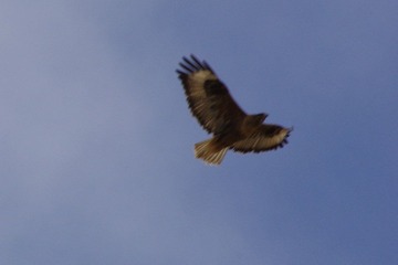IMGP7042.JPG