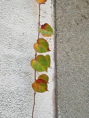 1509
