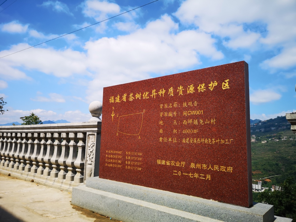 美丽的铁观音发源地安溪西坪