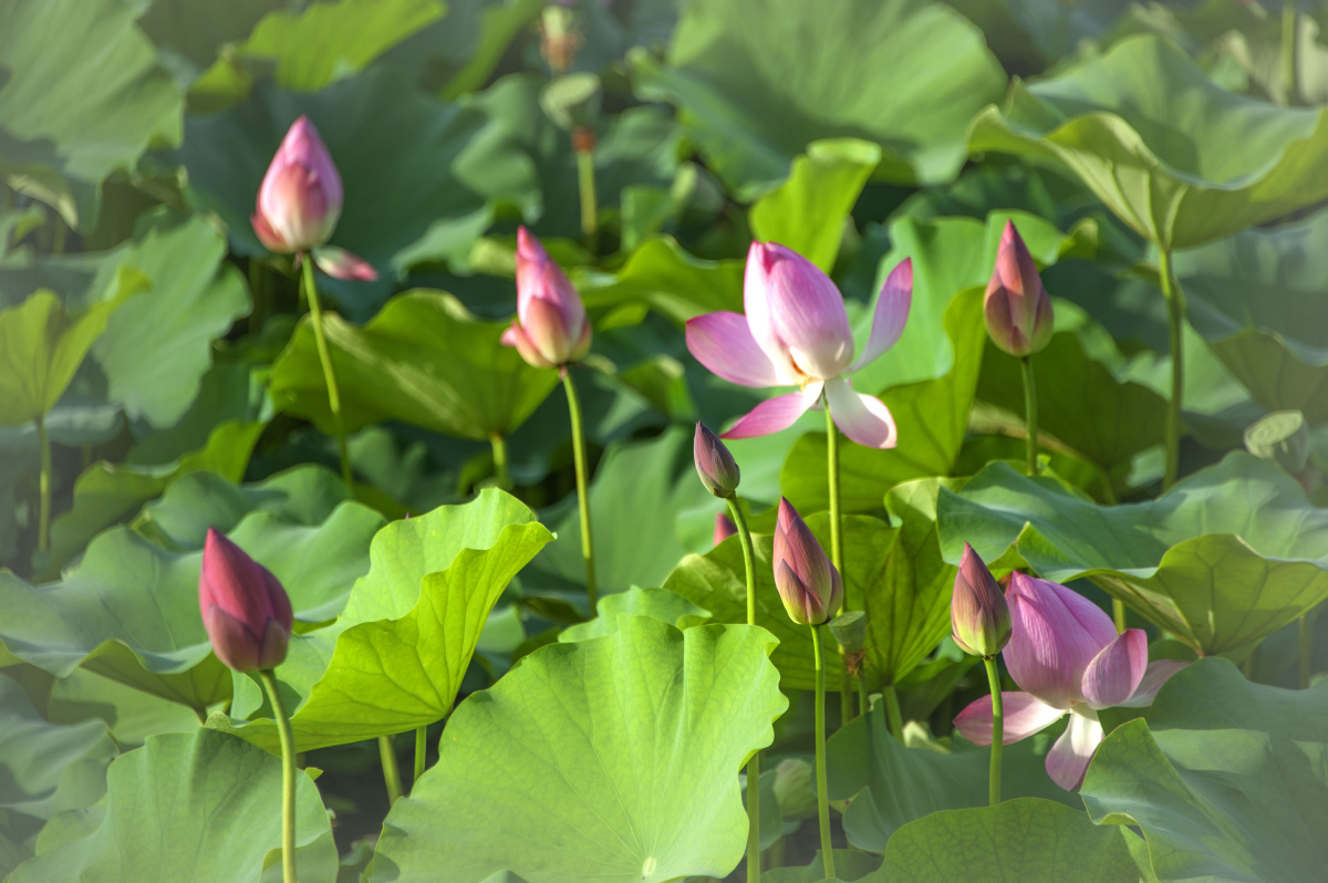 梅园荷花美 - 古风瘦马 - 图虫