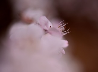 1373036