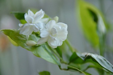 好一朵茉莉花.jpg