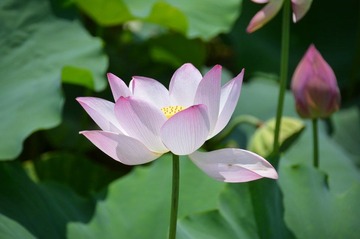 荷花三态.jpg
