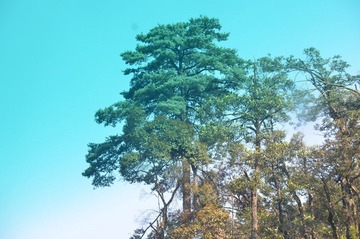 染蓝的天空.jpg