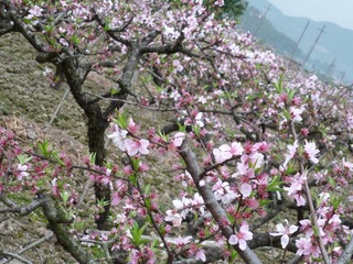 73C9DA24-D81B-4431-8CDF-96F17EB1429B/L0/001