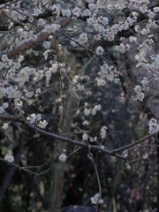 5F2C83F0-C324-4114-8506-AA5F458F7CB6/L0/001