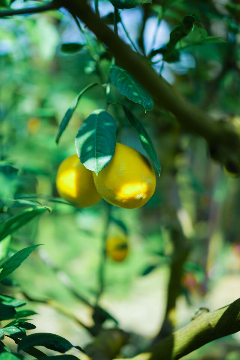 柠檬树