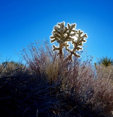 DSC_6305.jpg